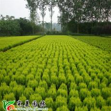 了解深圳园林绿化公司操作流程