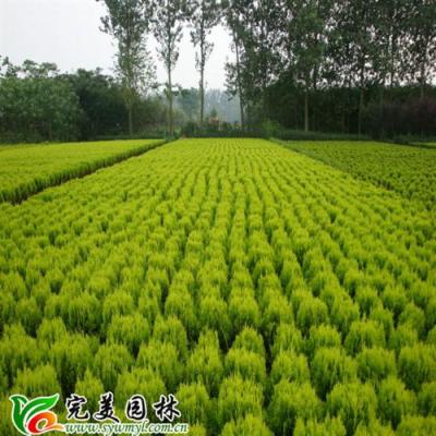 深圳绿化园林城市
