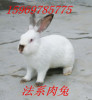 江苏金阁养殖场肉兔的效益
