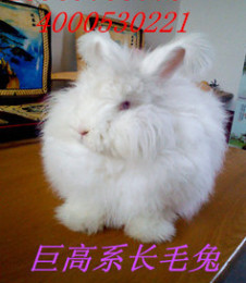 长毛兔种兔价格