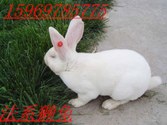 獭兔种兔价格