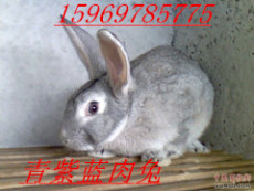 肉兔种兔价格