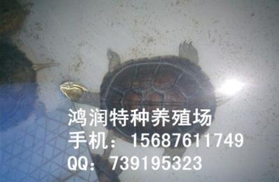 2014年安南龟价格行情 云南养殖场有安南龟