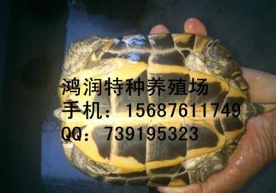 2014年安南龟价格行情 云南养殖场有安南龟