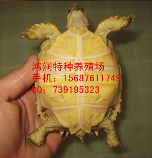 苏卡达陆龟饲养环境 苏卡达龟哪里出售