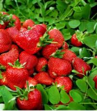 泰安丰收园艺供应法兰地草莓苗 法兰地草莓