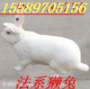 河南省獭兔养殖养殖场哪里有