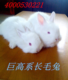 河南长毛兔种兔价格