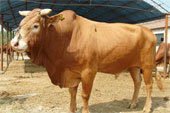 200 300百斤牛犊黄牛犊种公牛
