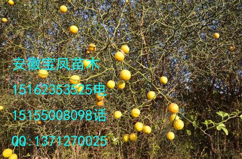 格图片,赣州枳壳树大小苗价格图片,赣州脐橙砧