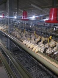 家禽或牲畜相关的饲养设备