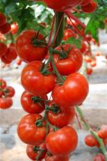 西红柿种子的储藏特性