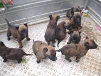 宁夏肉狗养殖前景银川肉狗品种