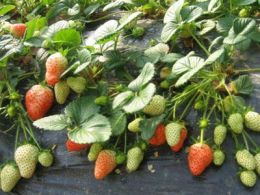 优质山东草莓苗 山东草莓苗最新价格