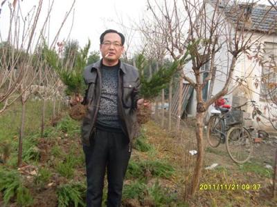 山東優質龍柏苗-泰安龍柏苗價格-龍柏苗基地