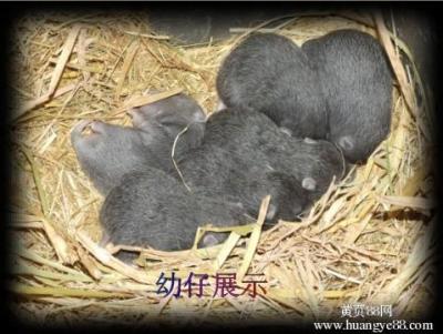 江西竹鼠 江西竹鼠养殖