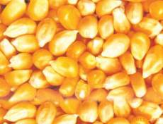 求购玉米 小麦 蚕豆 麸皮 油糠 菜粕