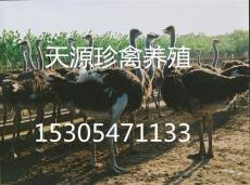 郑州市成年鸵鸟价格