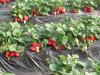 山东草莓苗-草莓苗价格-草莓苗基地-草莓苗