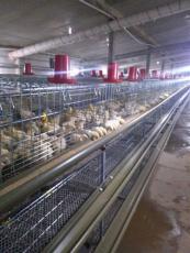 肉用种鸡公母分饲自动喂料机