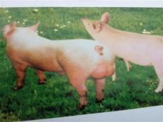 临潼哪里有优质种猪种猪市场价格多少