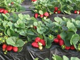 新品种草莓苗 章姬草莓苗 红颜草莓苗
